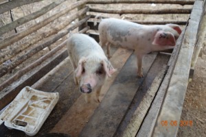 Some piglets at Medio Queso